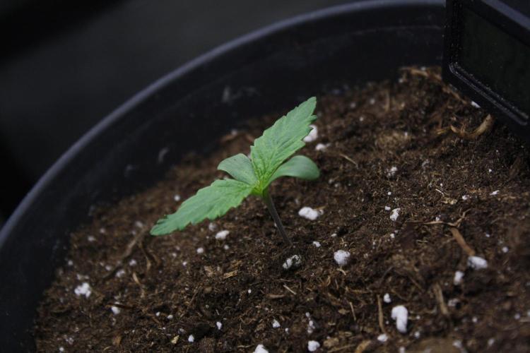 Durga Mata II CBD - 1:1 - Paradise Seeds. Week 1 - Day 5