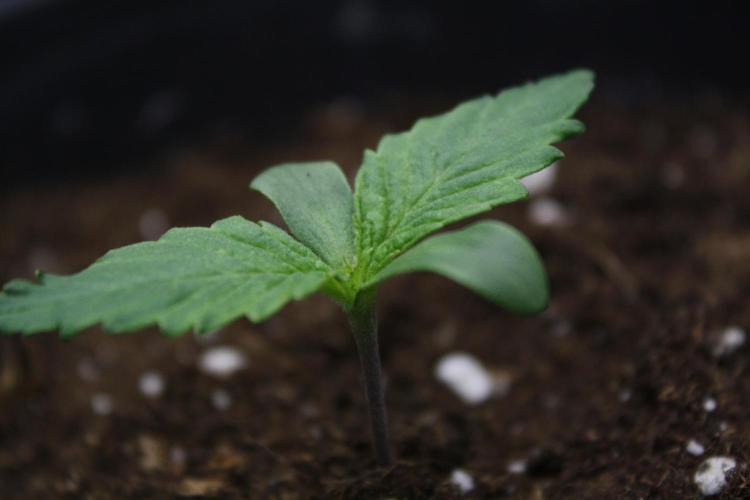 Durga Mata II CBD - 1:1 - Paradise Seeds. Week 1 - Day 5