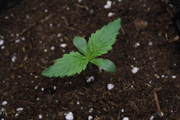 Durga Mata II CBD - 1:1 - Paradise Seeds. Week 1 - Day 5