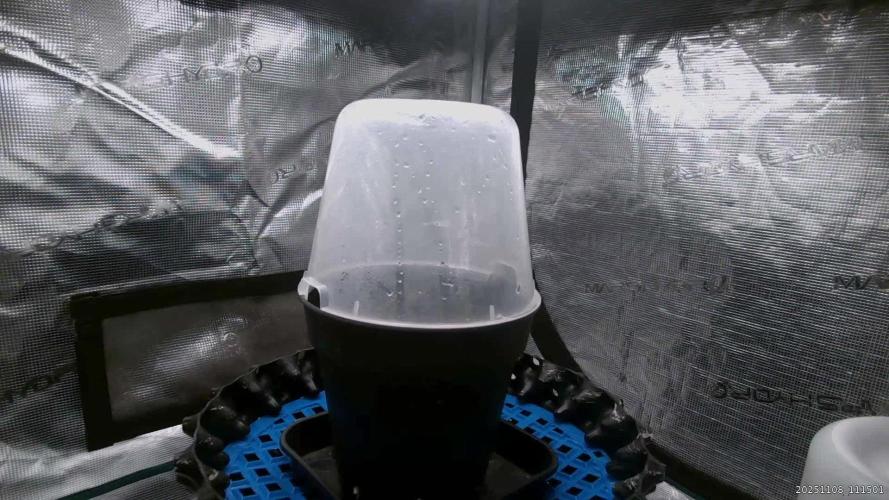 Durga Mata II CBD - 1:1 - Paradise Seeds