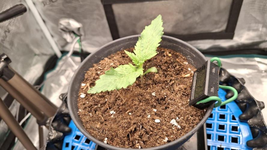 Durga Mata II CBD - 1:1 - Paradise Seeds. Week 2 - Day 9