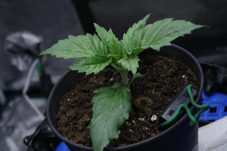 Durga Mata II CBD - 1:1 - Paradise Seeds. Week 2 - Day 13