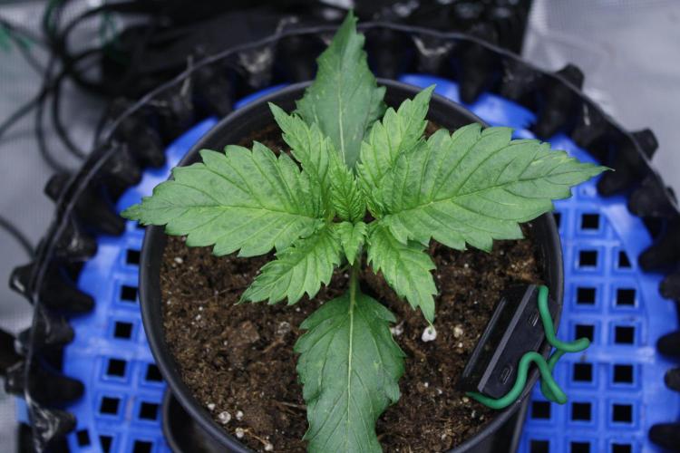 Durga Mata II CBD - 1:1 - Paradise Seeds. Week 2 - Day 13