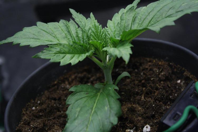 Durga Mata II CBD - 1:1 - Paradise Seeds. Week 2 - Day 13