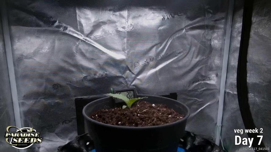 Durga Mata II CBD - 1:1 - Paradise Seeds