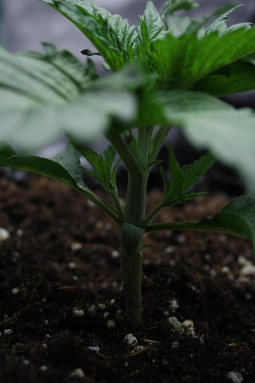 Durga Mata II CBD - 1:1 - Paradise Seeds. Week 3 - Day 16