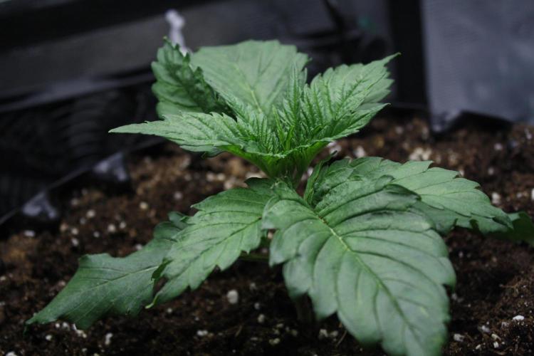 Durga Mata II CBD - 1:1 - Paradise Seeds. Week 3 - Day 16