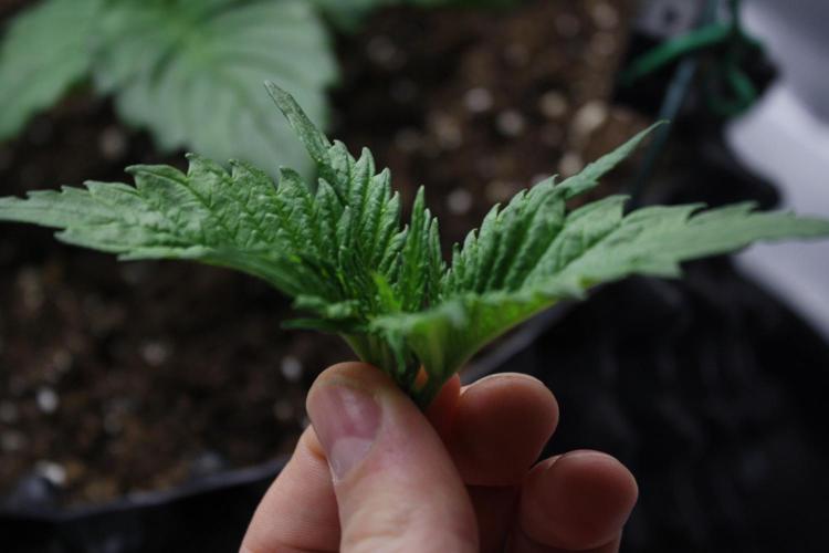 Durga Mata II CBD - 1:1 - Paradise Seeds. Week 3 - Day 16