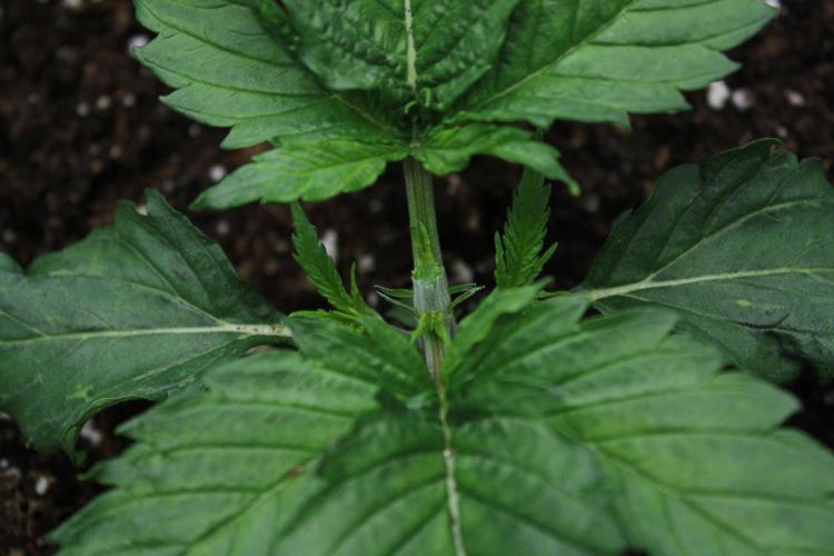 Durga Mata II CBD - 1:1 - Paradise Seeds. Week 3 - Day 16