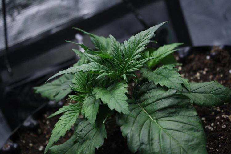 Durga Mata II CBD - 1:1 - Paradise Seeds. Week 3 - Day 20