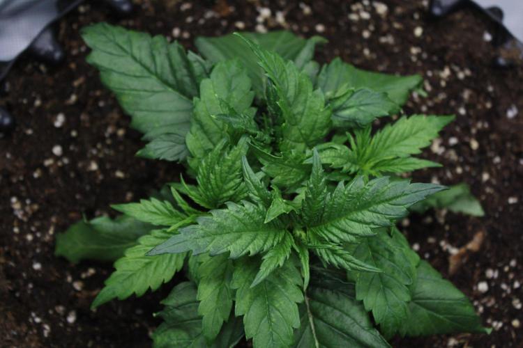 Durga Mata II CBD - 1:1 - Paradise Seeds. Week 3 - Day 20