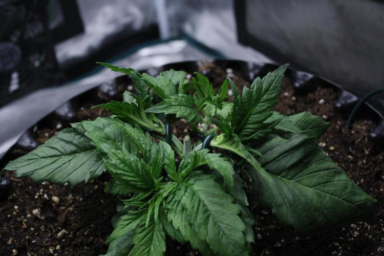 Durga Mata II CBD - 1:1 - Paradise Seeds. Week 3 - Day 20