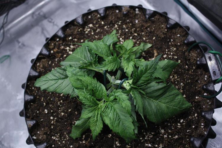 Durga Mata II CBD - 1:1 - Paradise Seeds. Week 3 - Day 20