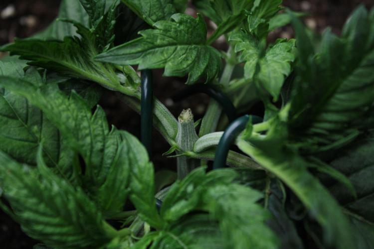 Durga Mata II CBD - 1:1 - Paradise Seeds. Week 3 - Day 20