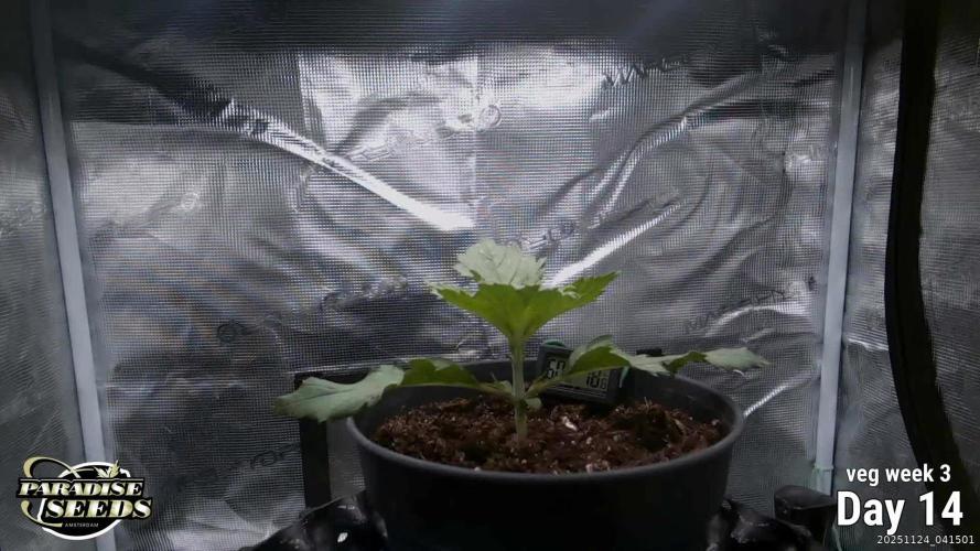 Durga Mata II CBD - 1:1 - Paradise Seeds