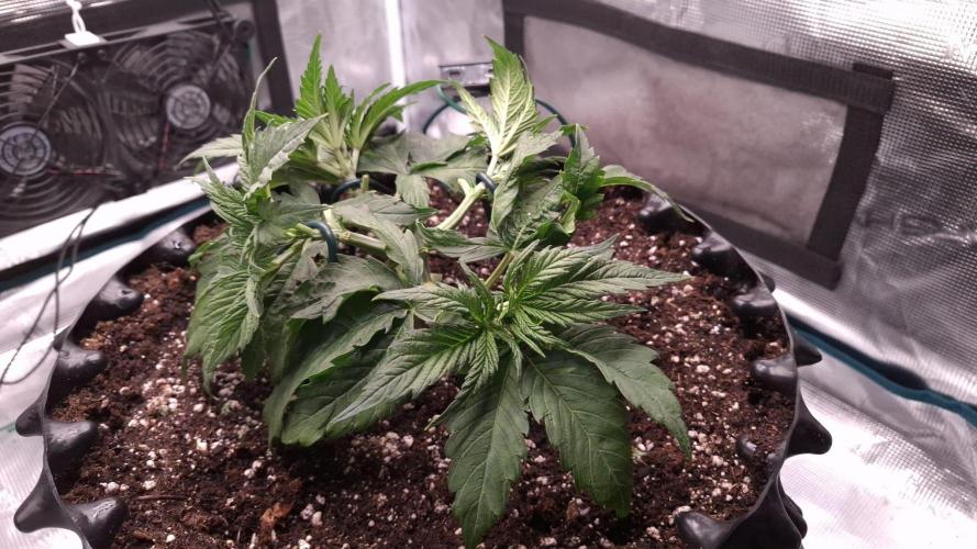 Durga Mata II CBD - 1:1 - Paradise Seeds. Week 4 - Day 25