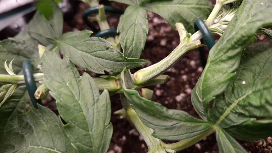 Durga Mata II CBD - 1:1 - Paradise Seeds. Week 4 - Day 25 - little damage!