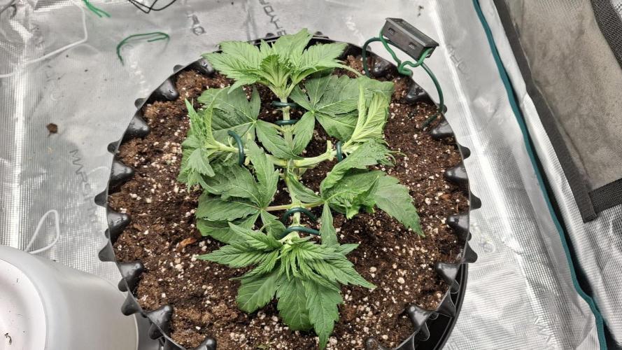 Durga Mata II CBD - 1:1 - Paradise Seeds. Week 4 - Day 25