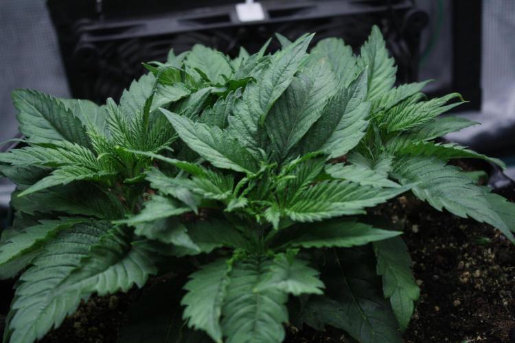 Durga Mata II CBD - 1:1 - Paradise Seeds. Week 4 - Day 27