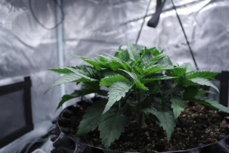 Durga Mata II CBD - 1:1 - Paradise Seeds. Week 4 - Day 27