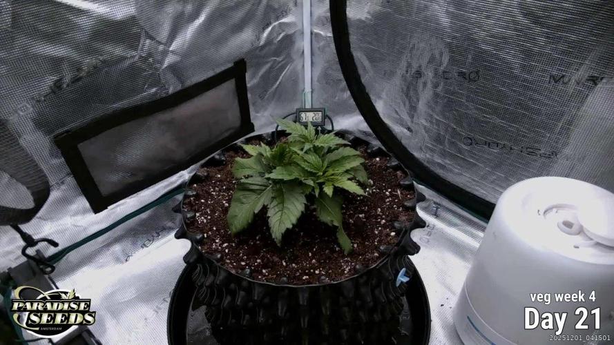 Durga Mata II CBD - 1:1 - Paradise Seeds