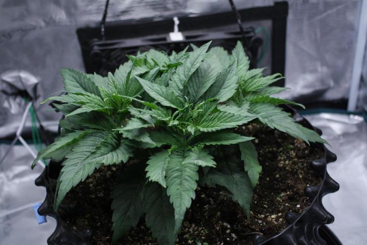 Durga Mata II CBD - 1:1 - Paradise Seeds. Week 5 - Day 28