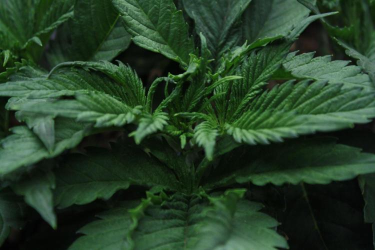 Durga Mata II CBD - 1:1 - Paradise Seeds. Week 5 - Day 28