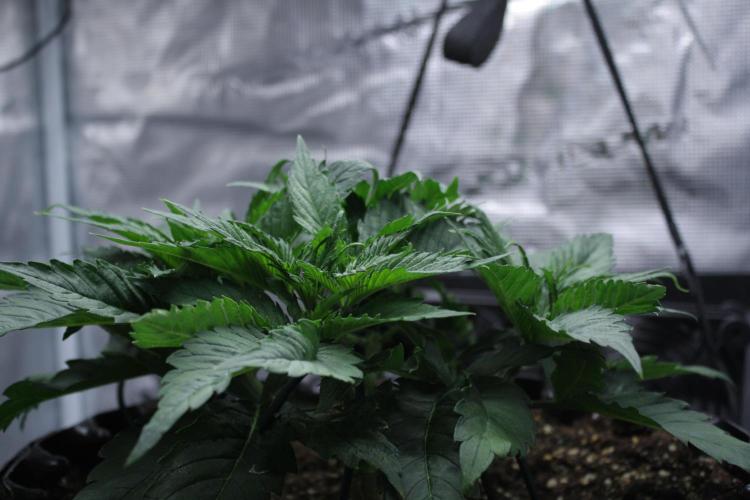 Durga Mata II CBD - 1:1 - Paradise Seeds. Week 5 - Day 28