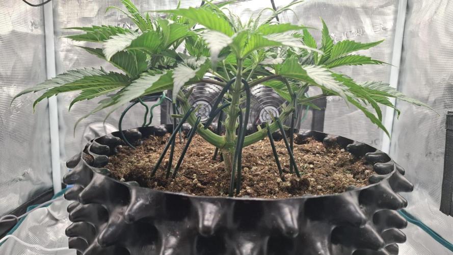 Durga Mata II CBD - 1:1 - Paradise Seeds. Week 5 - Day 33