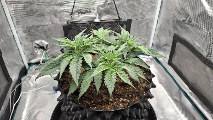 Durga Mata II CBD - 1:1 - Paradise Seeds. Week 5 - Day 33