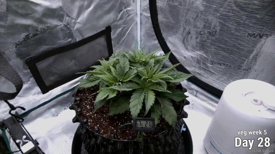 Durga Mata II CBD - 1:1 - Paradise Seeds