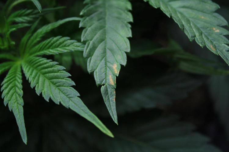 Durga Mata II CBD - 1:1 - Paradise Seeds. Week 6 - Day 41