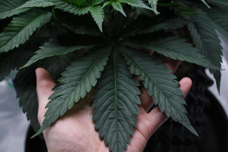 Durga Mata II CBD - 1:1 - Paradise Seeds. Week 6 - Day 41