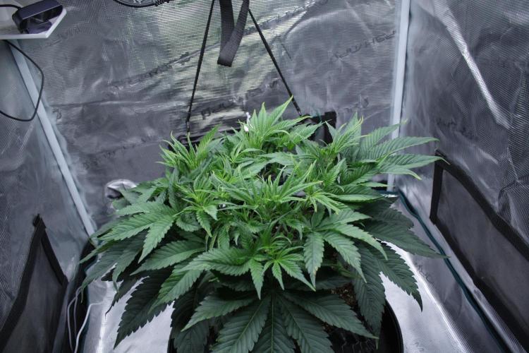 Durga Mata II CBD - 1:1 - Paradise Seeds. Week 6 - Day 41