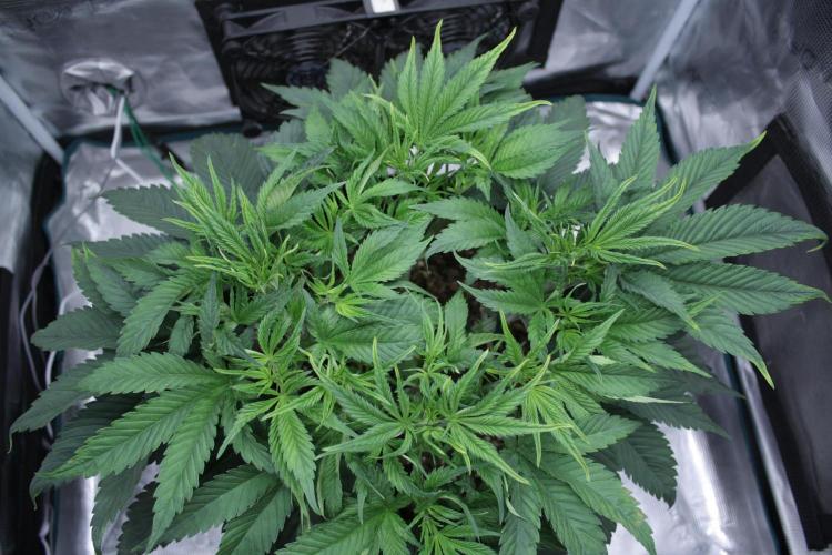 Durga Mata II CBD - 1:1 - Paradise Seeds. Week 6 - Day 41