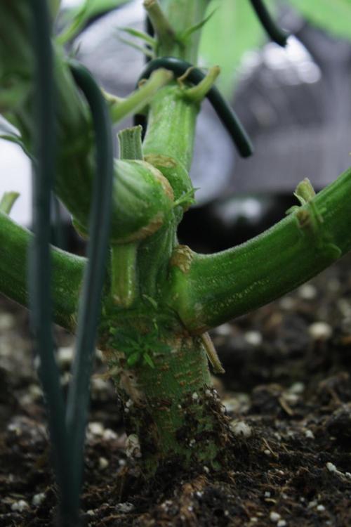 Durga Mata II CBD - 1:1 - Paradise Seeds. Week 6 - Look at that TRUNK