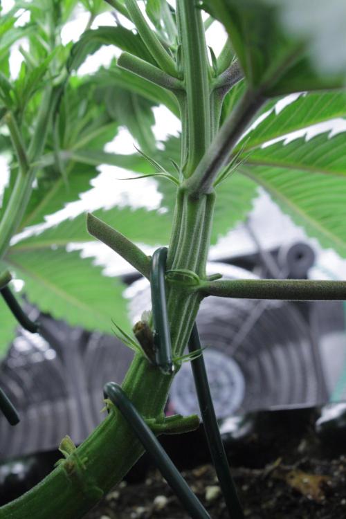 Durga Mata II CBD - 1:1 - Paradise Seeds. Week 6 - look at those ARMS