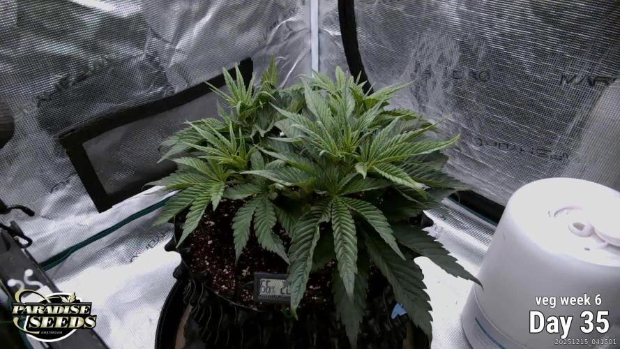 Durga Mata II CBD - 1:1 - Paradise Seeds