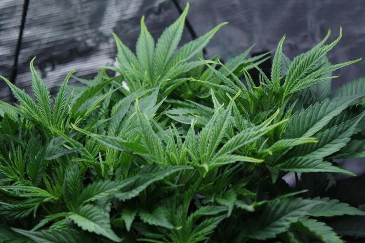 Durga Mata II CBD - 1:1 - Paradise Seeds. Week 7 - Day 42