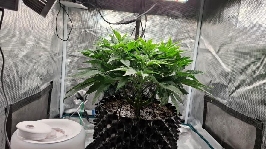 Durga Mata II CBD - 1:1 - Paradise Seeds. Week 7 - Day 47
