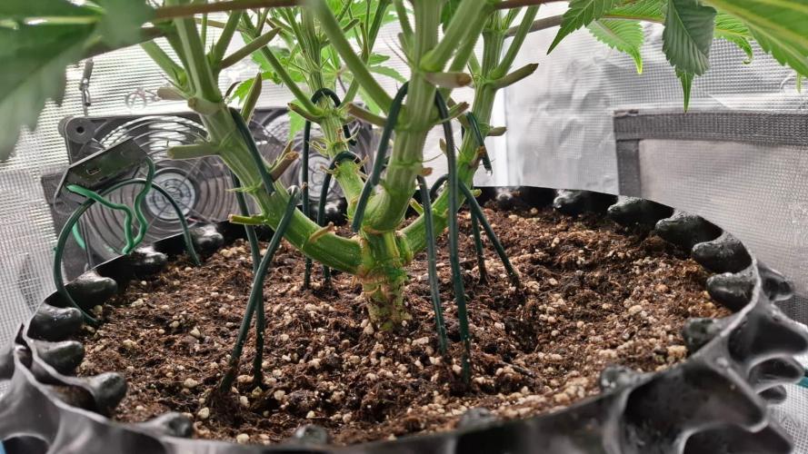 Durga Mata II CBD - 1:1 - Paradise Seeds. Week 7 - Day 47