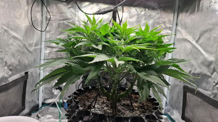 Durga Mata II CBD - 1:1 - Paradise Seeds. Week 7 - Day 47