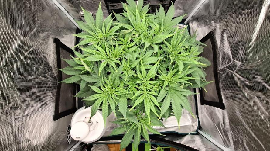 Durga Mata II CBD - 1:1 - Paradise Seeds. Week 7 - Day 47