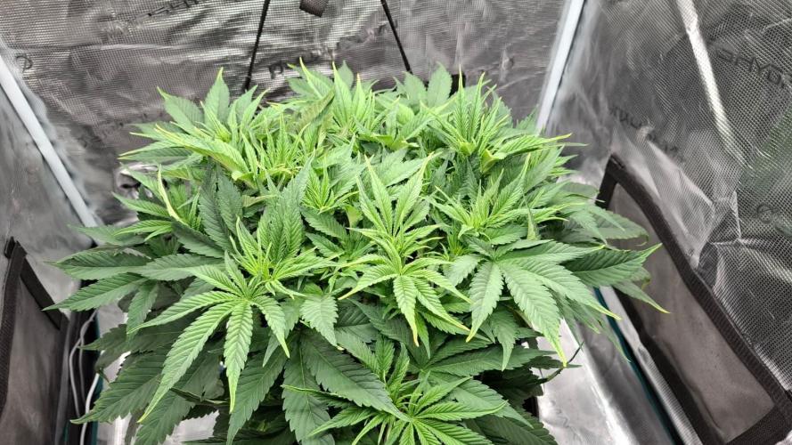 Durga Mata II CBD - 1:1 - Paradise Seeds. Week 7 - Day 47