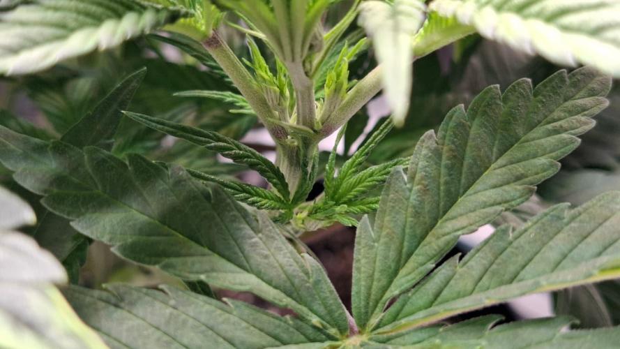 Durga Mata II CBD - 1:1 - Paradise Seeds. Week 7 - Day 47