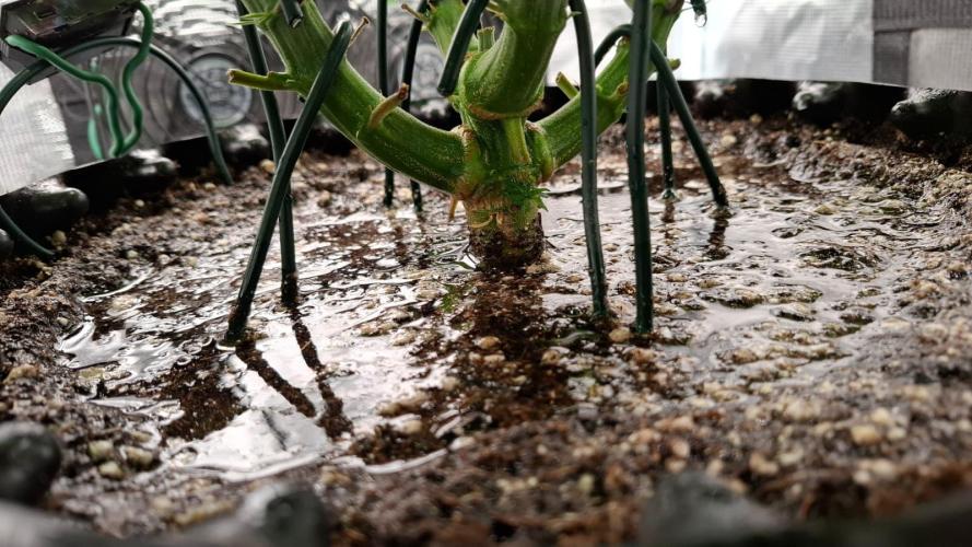 Durga Mata II CBD - 1:1 - Paradise Seeds. Week 7 - Day 47 Swampy!