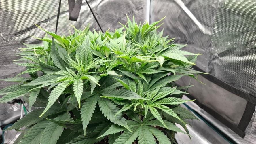 Durga Mata II CBD - 1:1 - Paradise Seeds. Week 7 - Day 47