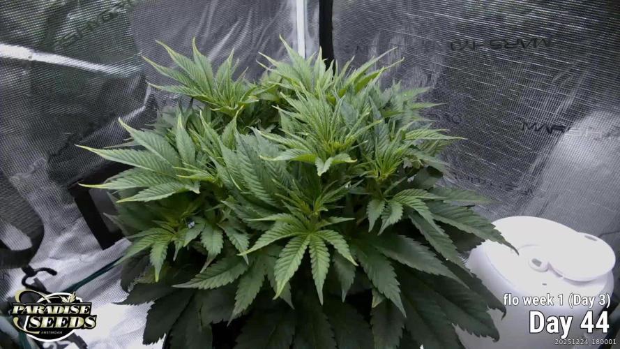 Durga Mata II CBD - 1:1 - Paradise Seeds