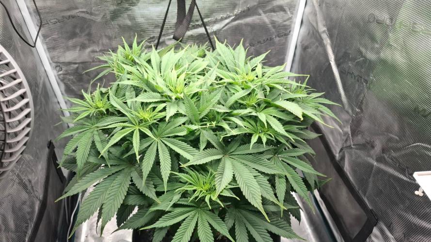 Durga Mata II CBD - 1:1 - Paradise Seeds. Week 8 - Day 55