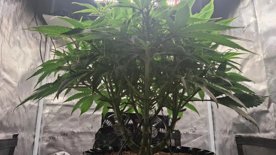 Durga Mata II CBD - 1:1 - Paradise Seeds. Week 8 - Day 55